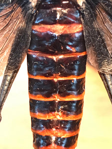 Cadre sauterelle Aularches punctatus