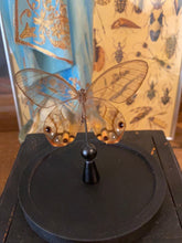 Charger l&#39;image dans la galerie, Papillon sous globe en verre
