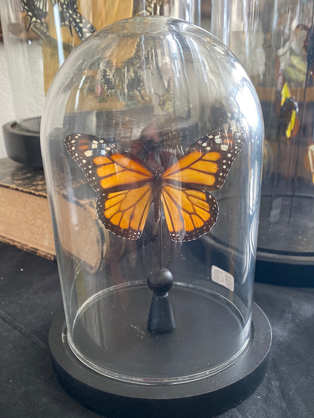 Papillon sous globe en verre