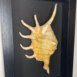 Cadre coquillage petit modèle