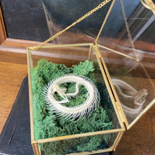 Charger l&#39;image dans la galerie, Véritable squelette de serpent en couronne dans boîte en verre
