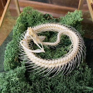 Véritable squelette de serpent en couronne dans boîte en verre