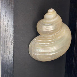 Cadre coquillage petit modèle