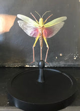 Charger l&#39;image dans la galerie, Sauterelle chondracris rosea sous globe en verre
