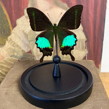 Charger l&#39;image dans la galerie, Papilio paris detanii sous globe en verre
