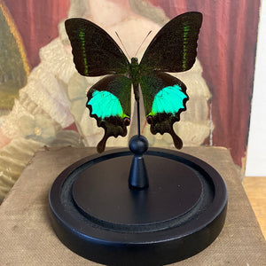 Papilio paris detanii sous globe en verre
