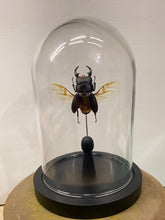 Charger l&#39;image dans la galerie, Globe en verre avec dorcus ailes ouvertes
