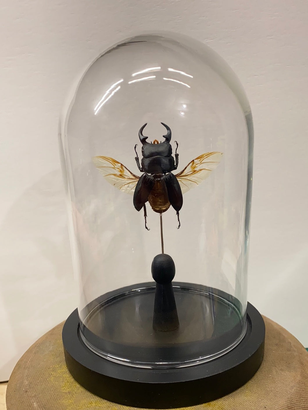 Globe en verre avec dorcus ailes ouvertes