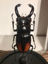 Charger l&#39;image dans la galerie, Globe en verre scarabée Hexarthrius parryi
