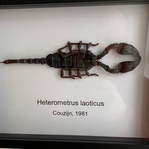 Cadre véritable scorpion