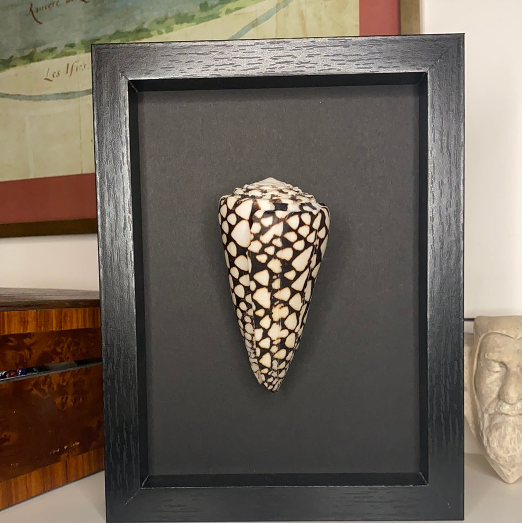 Cadre coquillage moyen modèle