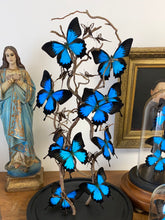 Charger l&#39;image dans la galerie, Envolée de papillons papilio ulysses sous globe en verre (ENVOI IMPOSSIBLE)
