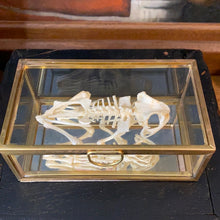 Charger l&#39;image dans la galerie, Véritable squelette de crapaud «duttaphrynus melanostictus » dans sa boîte en verre

