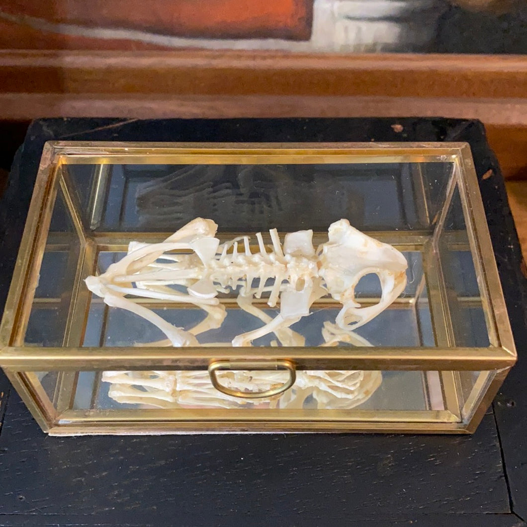 Véritable squelette de crapaud «duttaphrynus melanostictus » dans sa boîte en verre