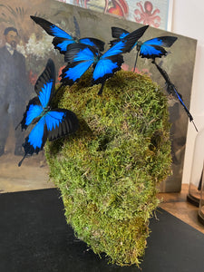 Vanité avec envolée de papilio Ulysses