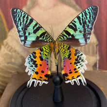 Charger l&#39;image dans la galerie, Papillon urania ripheus sous globe en verre
