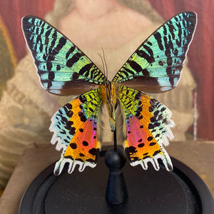 Papillon urania ripheus sous globe en verre