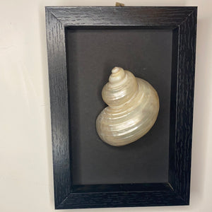 Cadre coquillage petit modèle