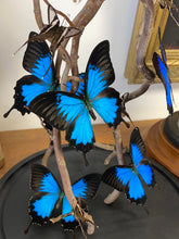 Charger l&#39;image dans la galerie, Envolée de papillons papilio ulysses sous globe en verre (ENVOI IMPOSSIBLE)
