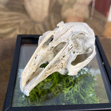 Charger l&#39;image dans la galerie, Véritable crane de lapin dans sa boîte en verre
