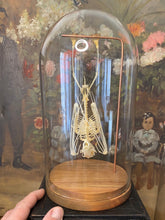 Charger l&#39;image dans la galerie, Véritable squelette de chauve-souris sous globe en verre grand modèle
