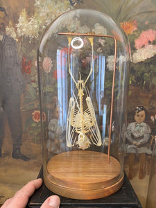 Véritable squelette de chauve-souris sous globe en verre grand modèle