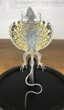 Charger l&#39;image dans la galerie, Lézard volant « Draco » sous globe en verre
