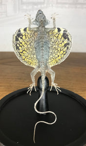 Lézard volant « Draco » sous globe en verre