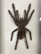 Charger l&#39;image dans la galerie, Cadre araignée selenocosmia javanensis
