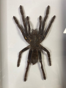 Cadre araignée selenocosmia javanensis