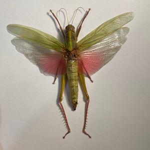 Cadre sauterelle Chondacris rosea
