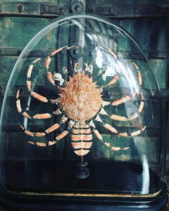 Eclaté d’araignée de mer sous globe