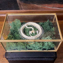 Charger l&#39;image dans la galerie, Véritable squelette de serpent en couronne dans boîte en verre
