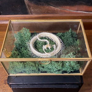 Véritable squelette de serpent en couronne dans boîte en verre