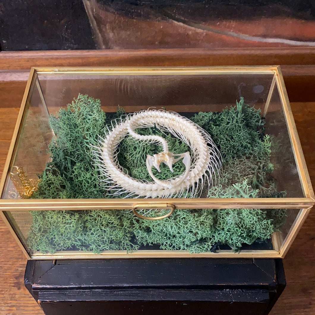 Véritable squelette de serpent en couronne dans boîte en verre