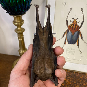 Chauve-souris eonycteris sous globe en verre
