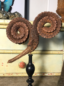 Gousse de graine de tête de bélier sur piédestal en bronze