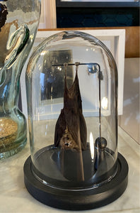 Chauve-souris hipposideros larvatus sous globe en verre