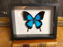 Charger l&#39;image dans la galerie, Cadre papillon « papilio ulysses »
