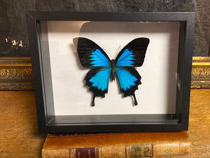 Cadre papillon « papilio ulysses »