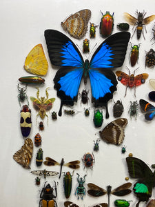 Cadre tête de mort aux insectes moyen modèle