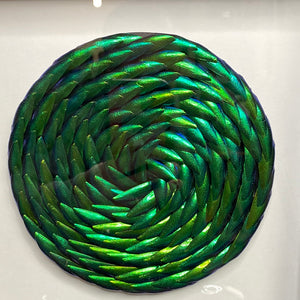 Disque d’ Elytres sous cadre vitrine