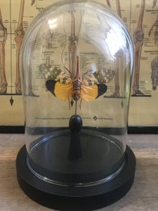 Globe en verre avec Pyrops candelaria