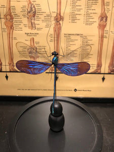 Globe en verre avec libellule Neurobasis Kaupi