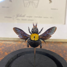 Charger l&#39;image dans la galerie, Insecte sous cloche

