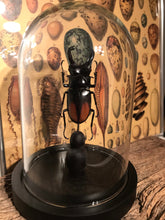 Charger l&#39;image dans la galerie, Globe en verre scarabée Hexarthrius parryi
