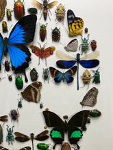 Charger l&#39;image dans la galerie, Cadre tête de mort aux insectes moyen modèle
