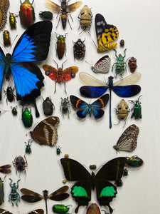 Cadre tête de mort aux insectes moyen modèle