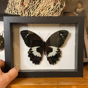 Cadre papillon « papilio gambrisius »