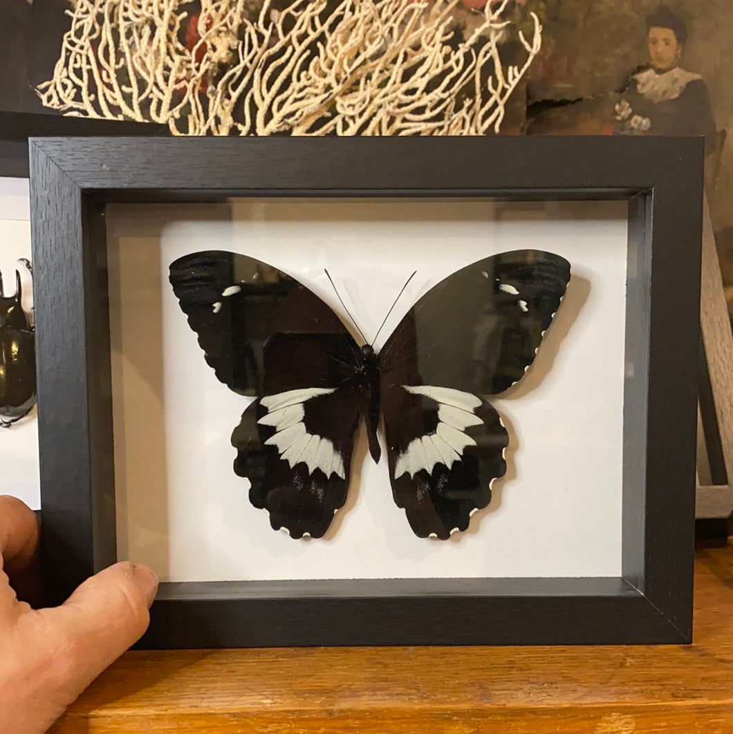 Cadre papillon « papilio gambrisius »